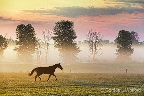 Horse At Sunrise_28055.jpg - Photographed near Smiths Falls, Ontario, Canada.